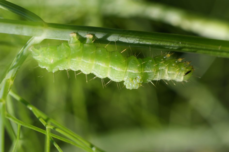 wie heeft dit ooit gezien?